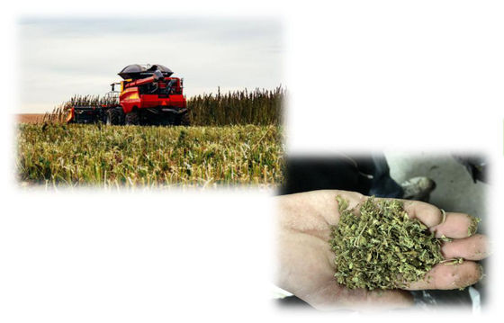 Mesin Ekstraksi CBD THC, Peralatan Ekstraksi CBD Skala Kecil